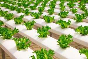 Indoor Agriculture and Opportunities in the Declining Retail Sector