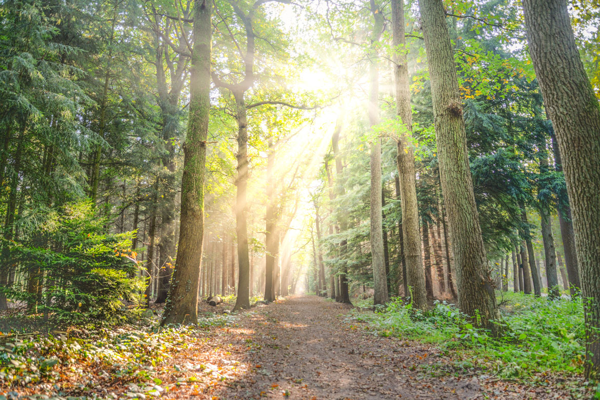 Investing in a Patch of Forest