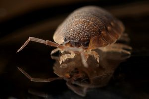 How to Fix a Bed Bug Problem